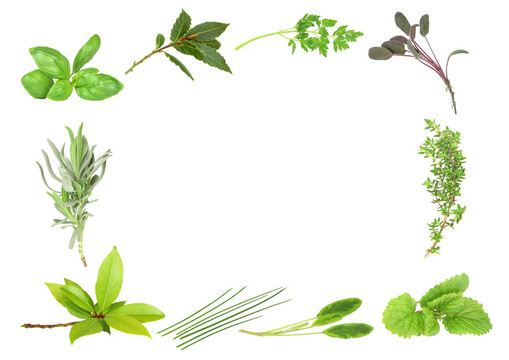 草本植物，葉緣