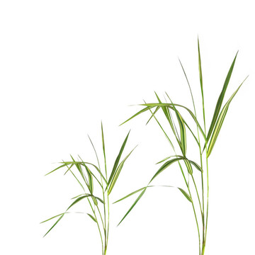 竹草