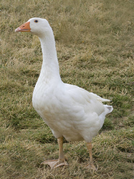 鵝