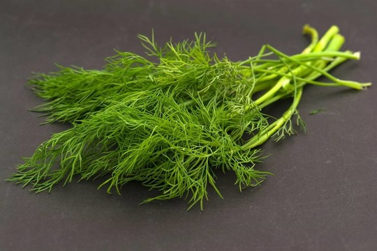 新鮮蒔蘿