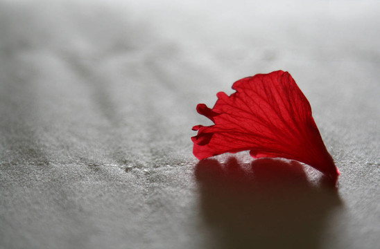 紅色的花瓣