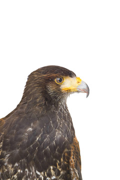 鷹捕食鳥