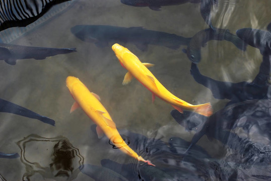 兩只黃色的鱒魚