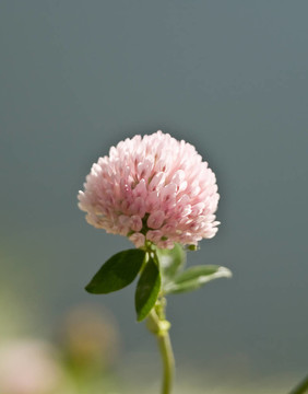 三葉草的花
