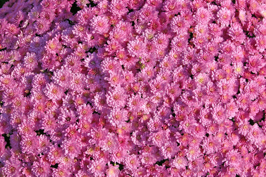粉紅色的菊花