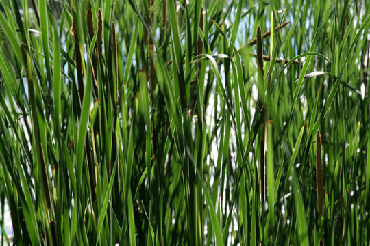 后衛(wèi)Lit Bulrushes