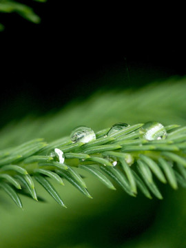 一個(gè)毛樹枝上的雨滴。