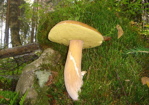 蘑菇牛肝菌