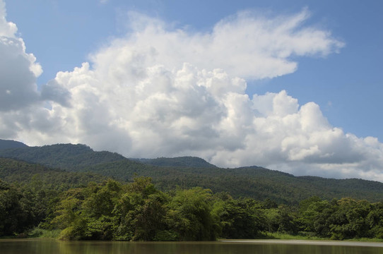 Hill森林
