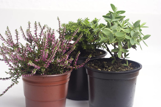 花盆里的秋天植物