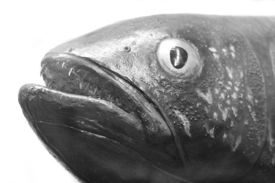 異國情調(diào)的魚
