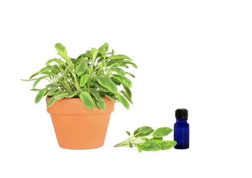 草本植物鼠尾草