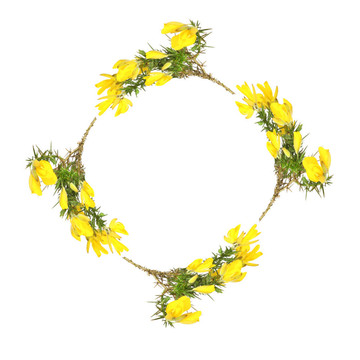 金雀花的花環(huán)