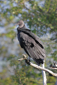 Black Vulture（黑美洲atratusz）