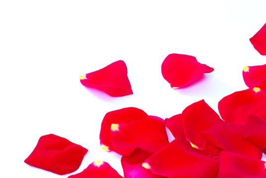玫瑰花瓣