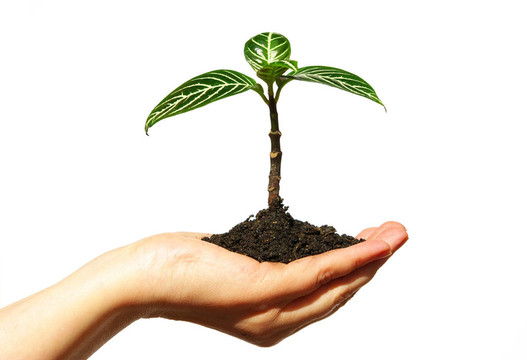 植物在手