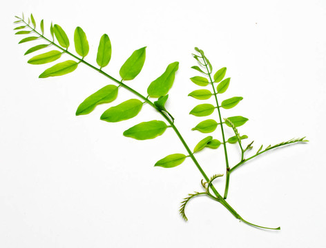 年輕相思樹(shù)分枝