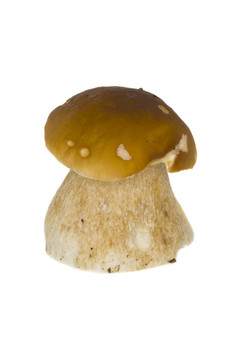 美味牛肝菌