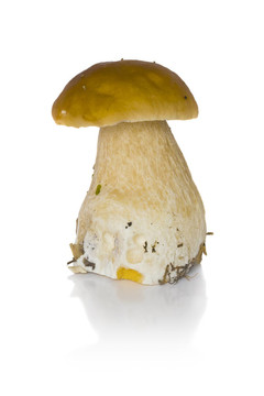 美味牛肝菌