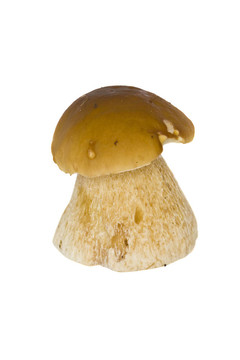 美味牛肝菌