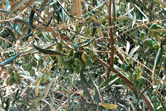 olives2