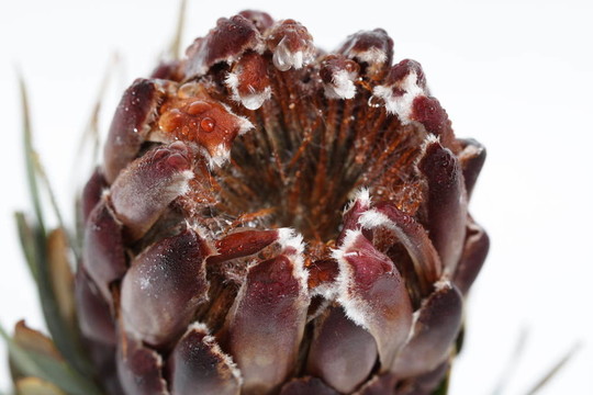 菊芋花