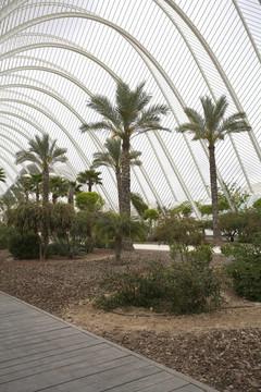 我umbracle花園