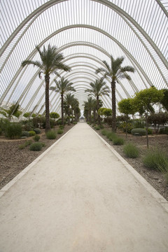 我umbracle花園