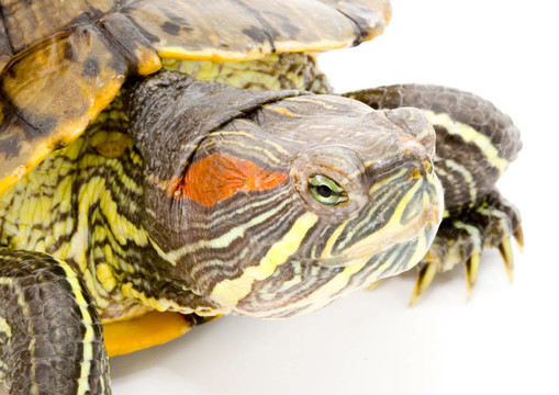 Pseudemys scripta