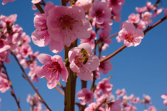 藍(lán)色天空上的桃花