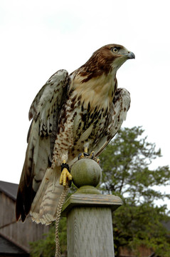 hawk5