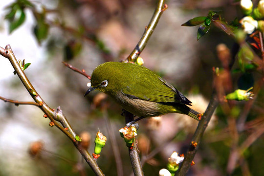 日本繡眼鳥暗綠繡眼鳥