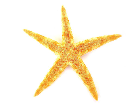 白色背景上分離的海星