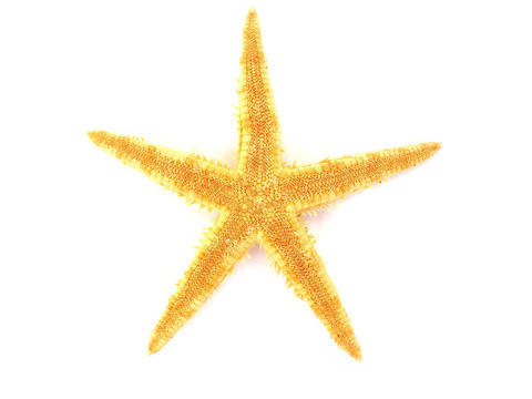 白色背景上分離的海星