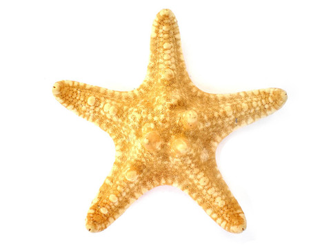 白色背景上分離的海星