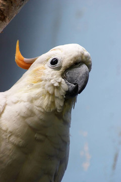 橘冠鳳頭鸚鵡