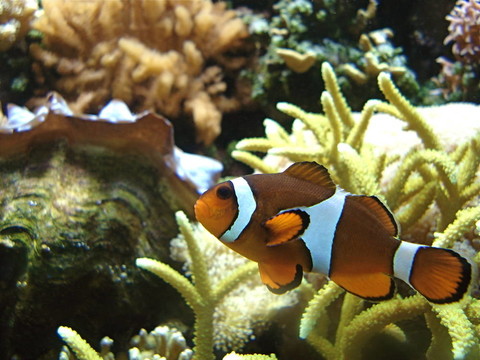小丑魚