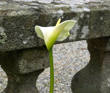 Flower calla對(duì)一個(gè)城市的莊園石材防護(hù)