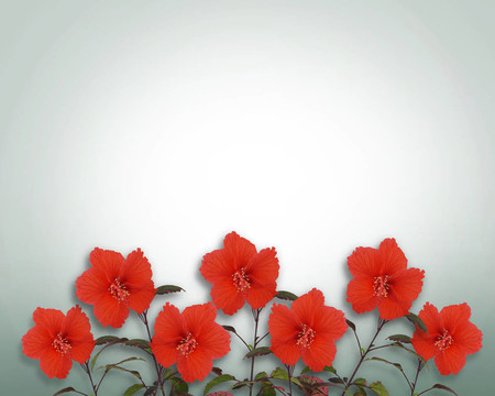 芙蓉花的邊界