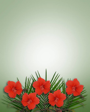 熱帶的芙蓉花的背景