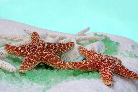 軟毛巾與海星堆