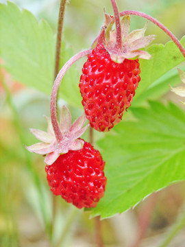 野草莓