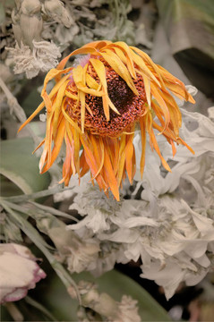 干燥花