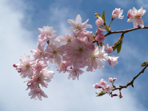櫻花
