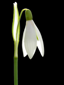 雪花蓮