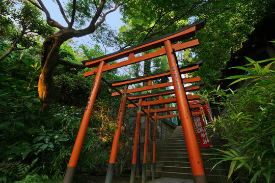 一個(gè)樹(shù)木3神社