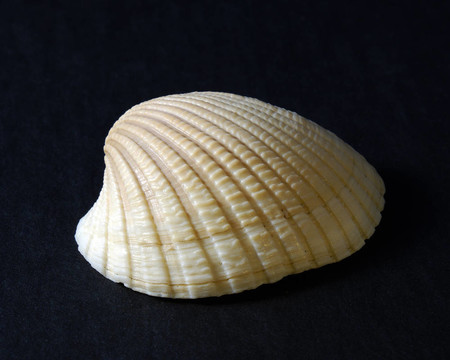 海貝殼