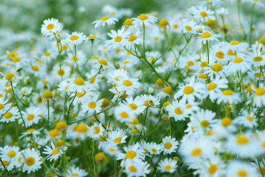 camomiles