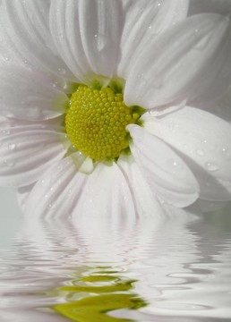 白色的非洲菊