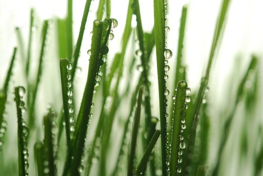草滴